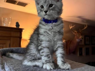 Apollo - Maine Coon - Gallery Photo #1