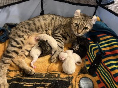 Jangle Bengal Highland Kittens - Highlander - Gallery Photo #1
