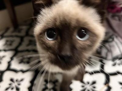 Princess - Siamese - Gallery Photo #1