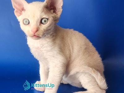Marina - Devon Rex - Gallery Photo #1