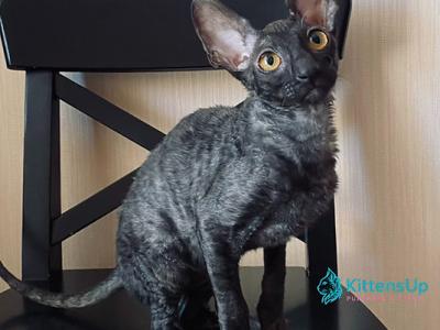 Darjeeling - Cornish Rex - Gallery Photo #1
