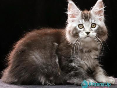 Delicious - Maine Coon - Gallery Photo #1