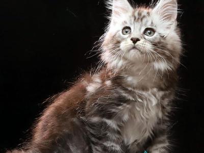Darwin - Maine Coon - Gallery Photo #1