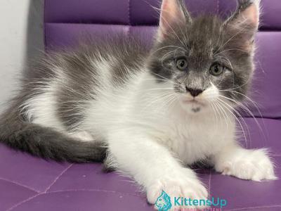 Semyon - Maine Coon - Gallery Photo #1