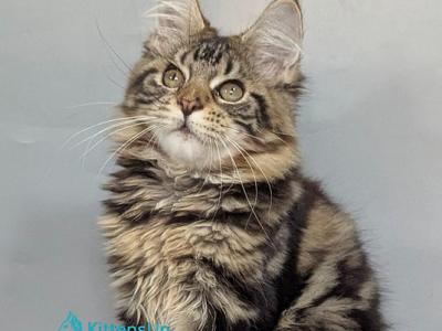 Jolly_ - Maine Coon - Gallery Photo #1