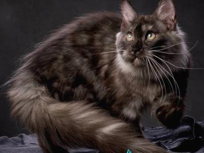 Gladys - Maine Coon - Gallery Photo #1