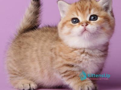 Tiger - Munchkin - Gallery Photo #1