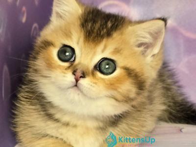 Bumble - Munchkin - Gallery Photo #1