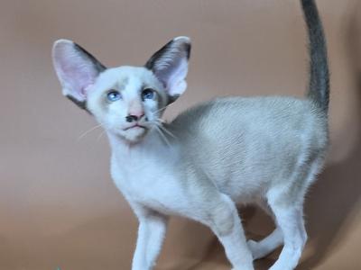Ink - Siamese - Gallery Photo #1
