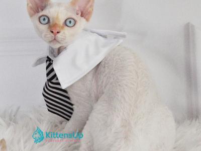Ace - Devon Rex - Gallery Photo #1