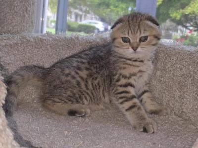 Molly - Scottish Fold - Gallery Photo #1