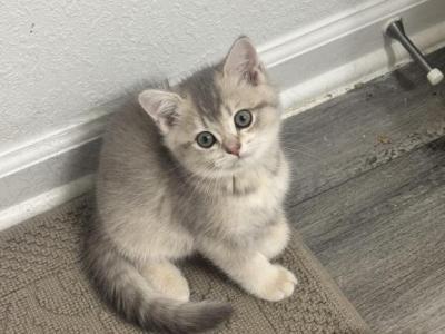 Vivi - British Shorthair - Gallery Photo #1