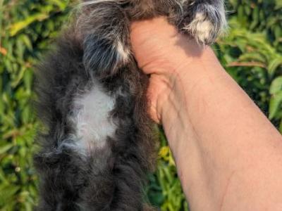 Black And White Bicolor Male - Persian - Gallery Photo #1