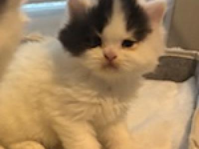 Panda - Persian - Gallery Photo #1