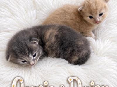 Sarasota Maine Coons - Maine Coon - Gallery Photo #1