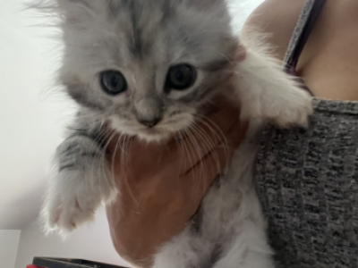 Polydactyl Kittens - Polydactyl - Gallery Photo #1