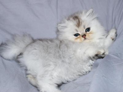 Spencer - Persian - Gallery Photo #1