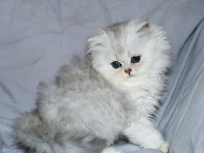 Sawyer - Persian - Gallery Photo #1