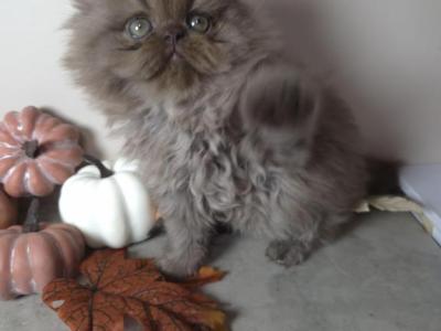 Fiona's Babies - Persian - Gallery Photo #1