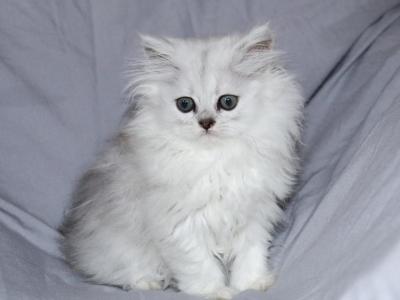 Lila - Persian - Gallery Photo #1