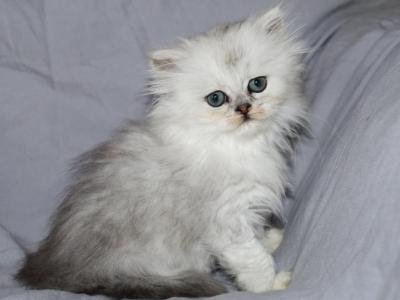 Lily - Persian - Gallery Photo #1