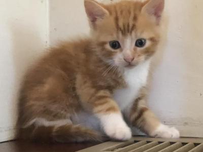 Halloween Kittens - Domestic - Gallery Photo #1