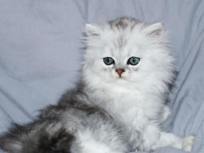 Luka - Persian - Gallery Photo #1