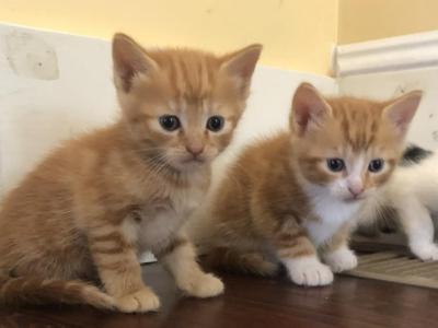 Pumpkin - Domestic - Gallery Photo #1