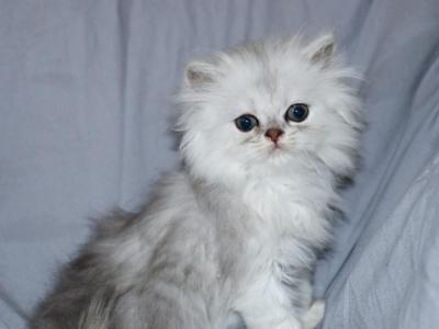 Liam - Persian - Gallery Photo #1