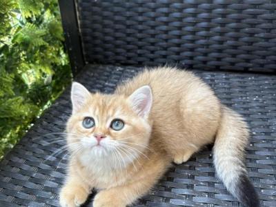 Roma - American Wirehair - Gallery Photo #1