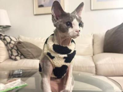 THOMAS - Domestic - Gallery Photo #1