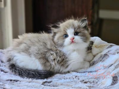 Seal Mink Bicolor - Ragdoll - Gallery Photo #1