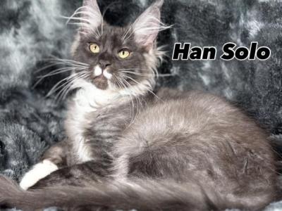 Boos Litter - Maine Coon - Gallery Photo #1