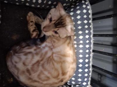 Meowth - Bengal - Gallery Photo #1