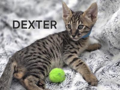 F4 SBT Savannah Kitten - Savannah - Gallery Photo #1