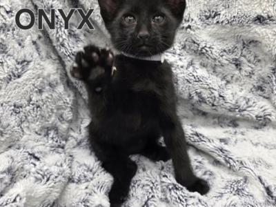 F4 SBT Savannah Kitten Onyx - Savannah - Gallery Photo #1