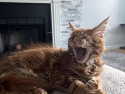 Creamsicle Litter - Maine Coon - Gallery Photo #1