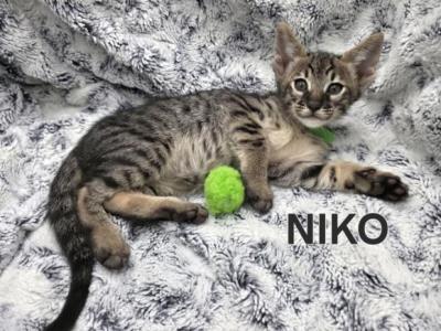F4 SBT Savannah Nico - Savannah - Gallery Photo #1