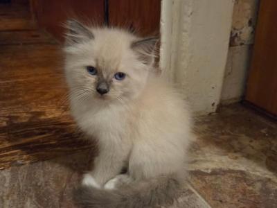 Mittens - Ragdoll - Gallery Photo #1