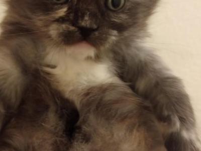 Neffaterri And Bagheera's Litter - Maine Coon - Gallery Photo #1