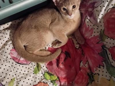 Tickle Me Fawn - Abyssinian - Gallery Photo #1
