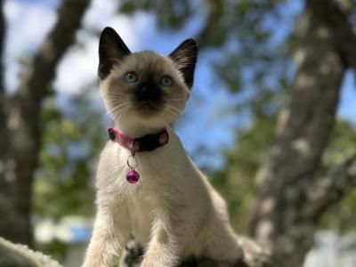 Rose - Siamese - Gallery Photo #1