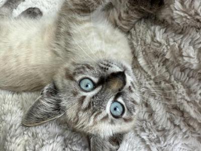 Lynx Point Male Siamese Kitten - Siamese - Gallery Photo #1
