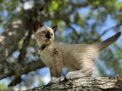 Lime - Snowshoe - Gallery Photo #1