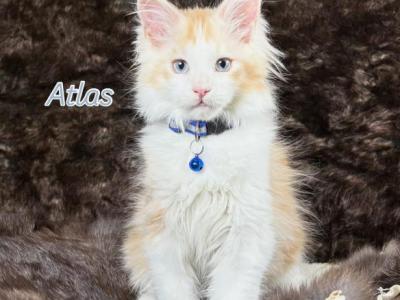Atlas - Maine Coon - Gallery Photo #1