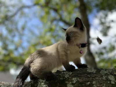 Pink - Siamese - Gallery Photo #1