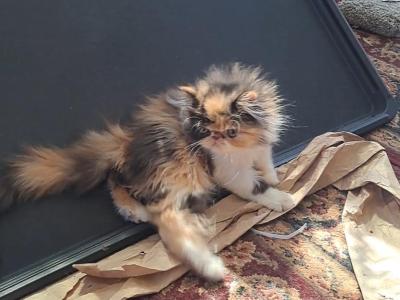 Minie - Persian - Gallery Photo #1