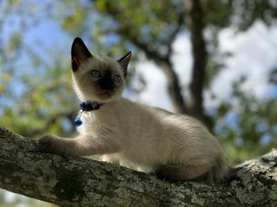 Blue - Siamese - Gallery Photo #1