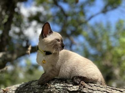 Belle - Siamese - Gallery Photo #1