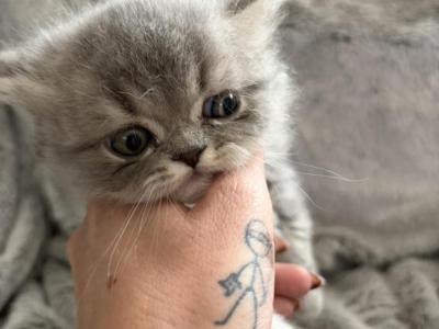 Mushu Babies - Persian - Gallery Photo #1